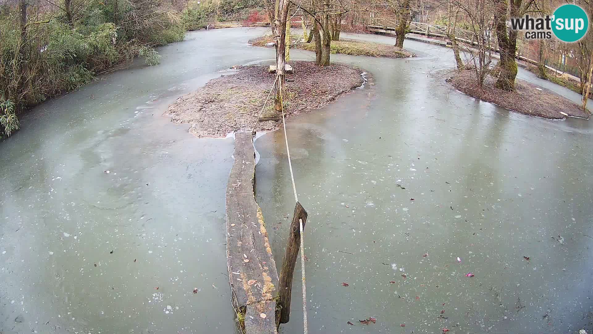 Schwarzweiße Vari Zoo Ljubljana webcam