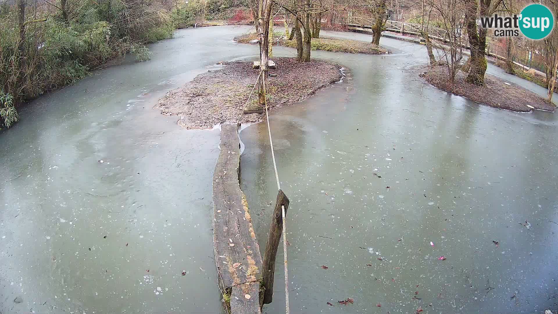 Navadni vari u živo – Ljubljana zoo