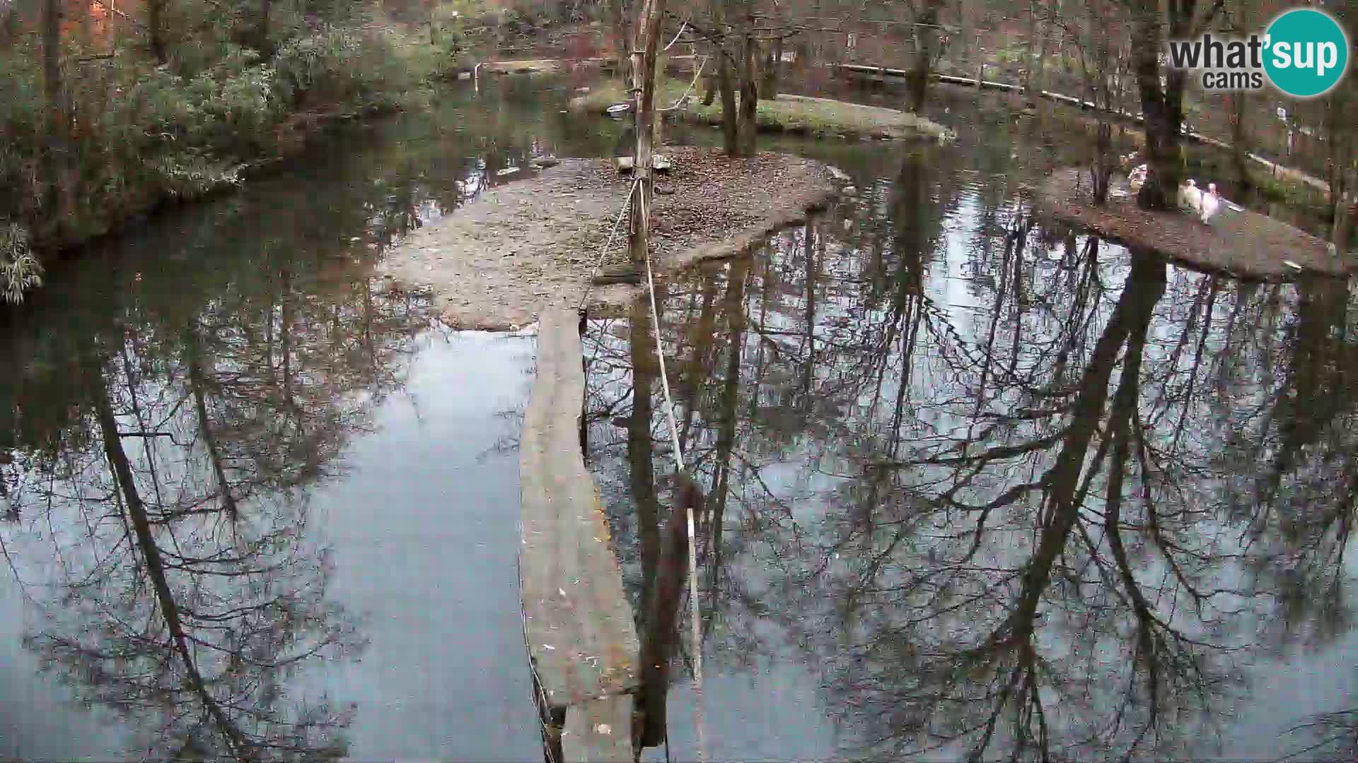 Navadni vari u živo – Ljubljana zoo