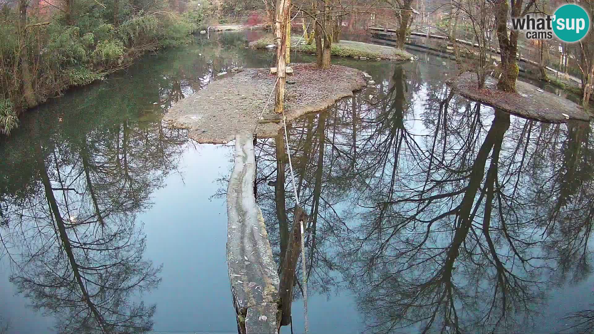 Navadni vari v živo – Ljubljana živalski vrt