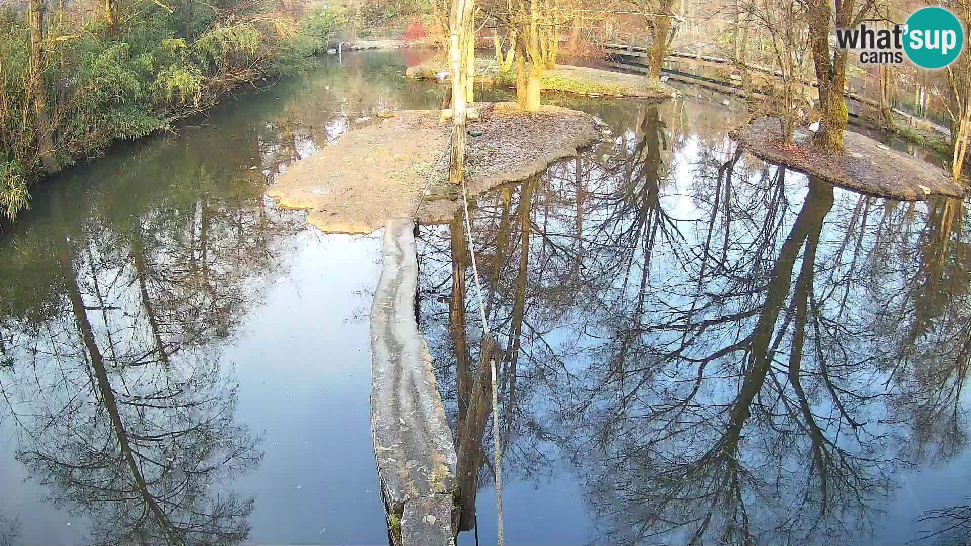 Navadni vari u živo – Ljubljana zoo