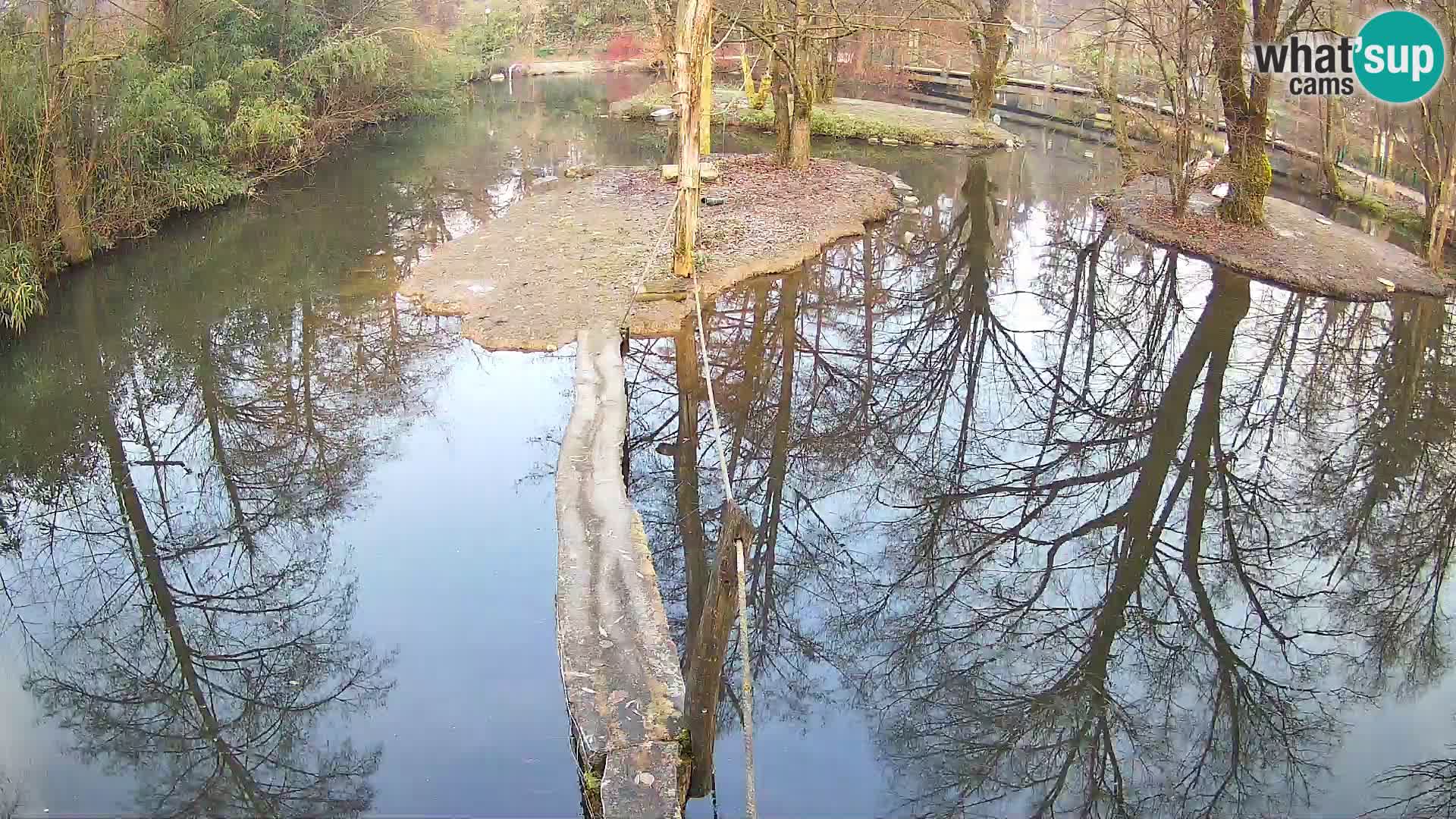 Vari bianconero Zoo Ljubljana webcam