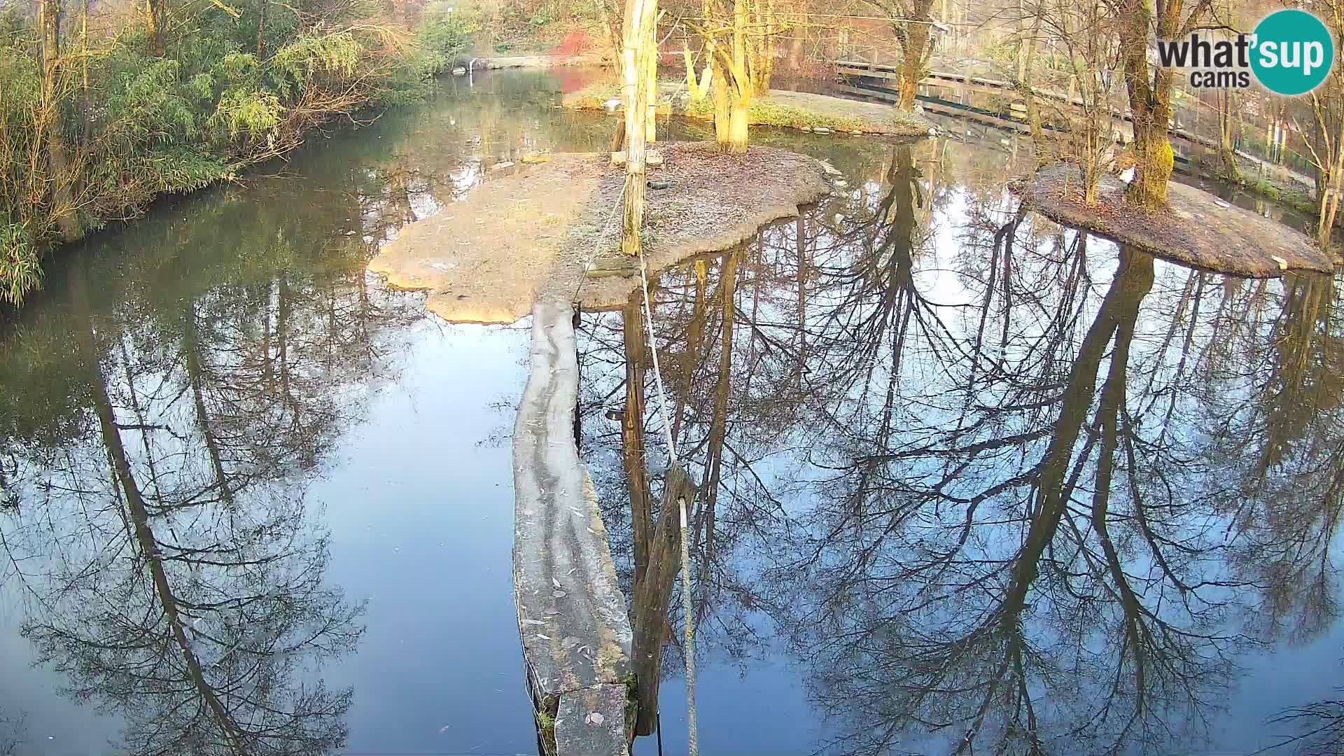 Navadni vari v živo – Ljubljana živalski vrt