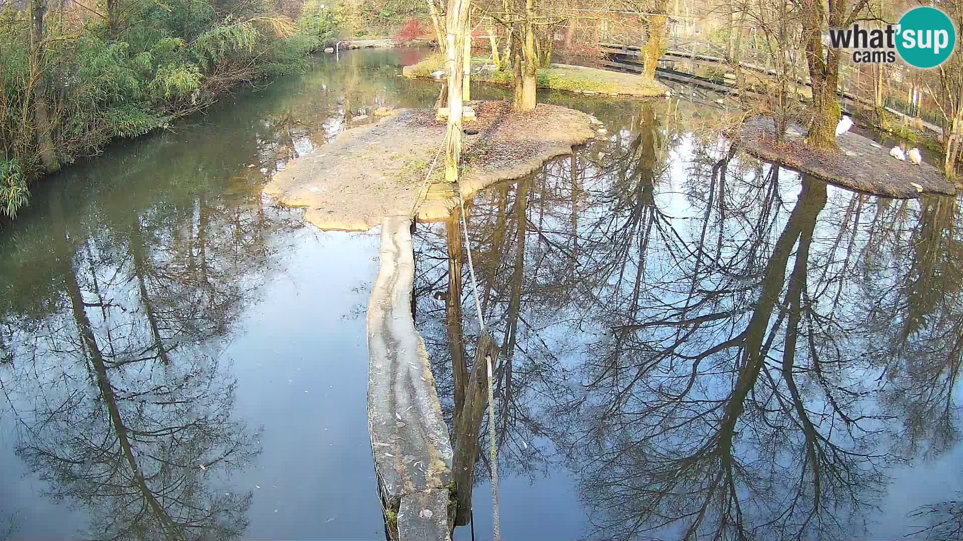 Navadni vari v živo – Ljubljana živalski vrt