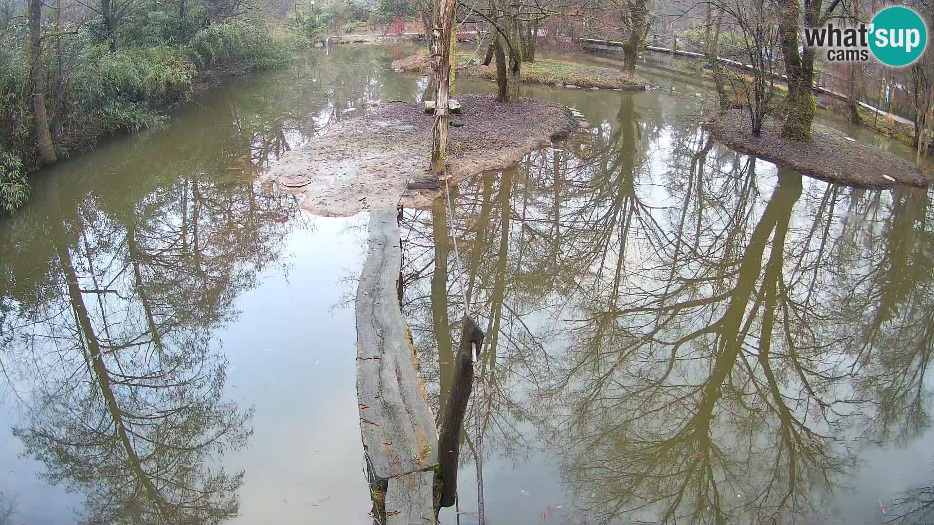 Navadni vari u živo – Ljubljana zoo