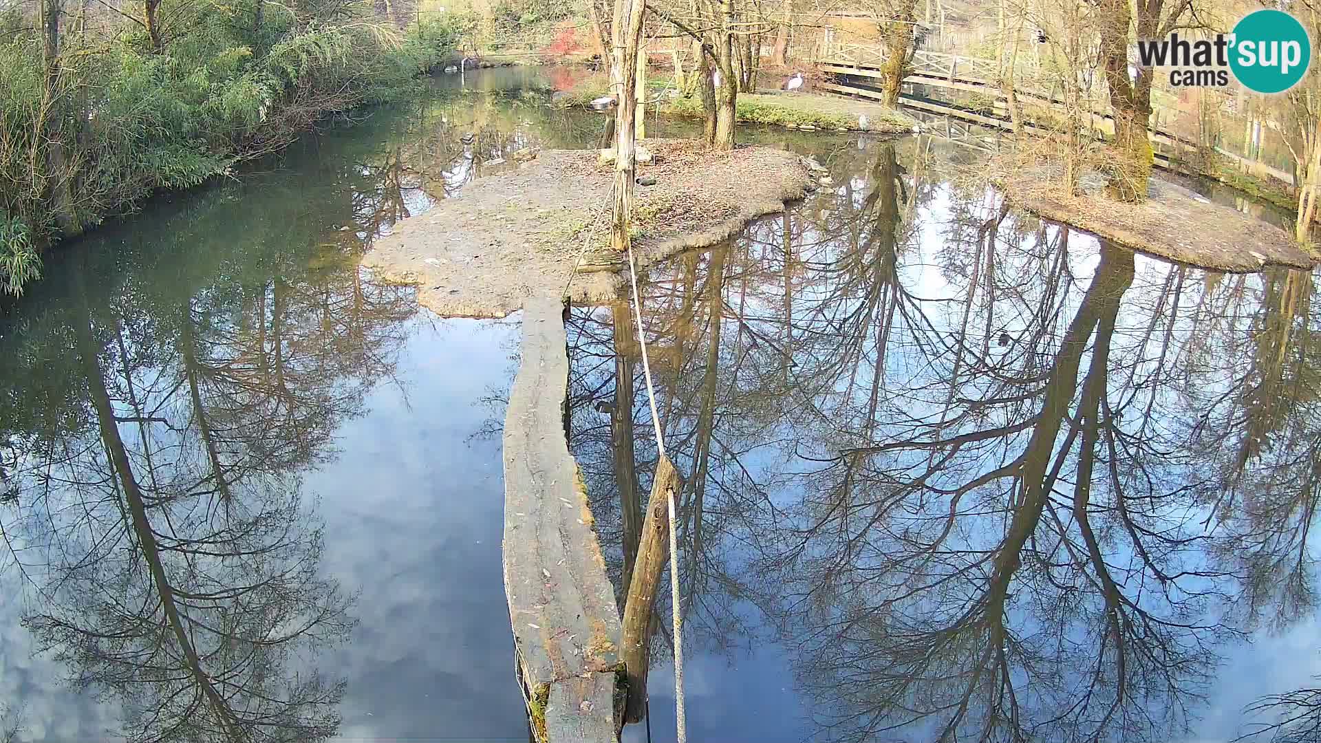 Lémur rufo blanco y negro – Ljubljana Zoo en vivo