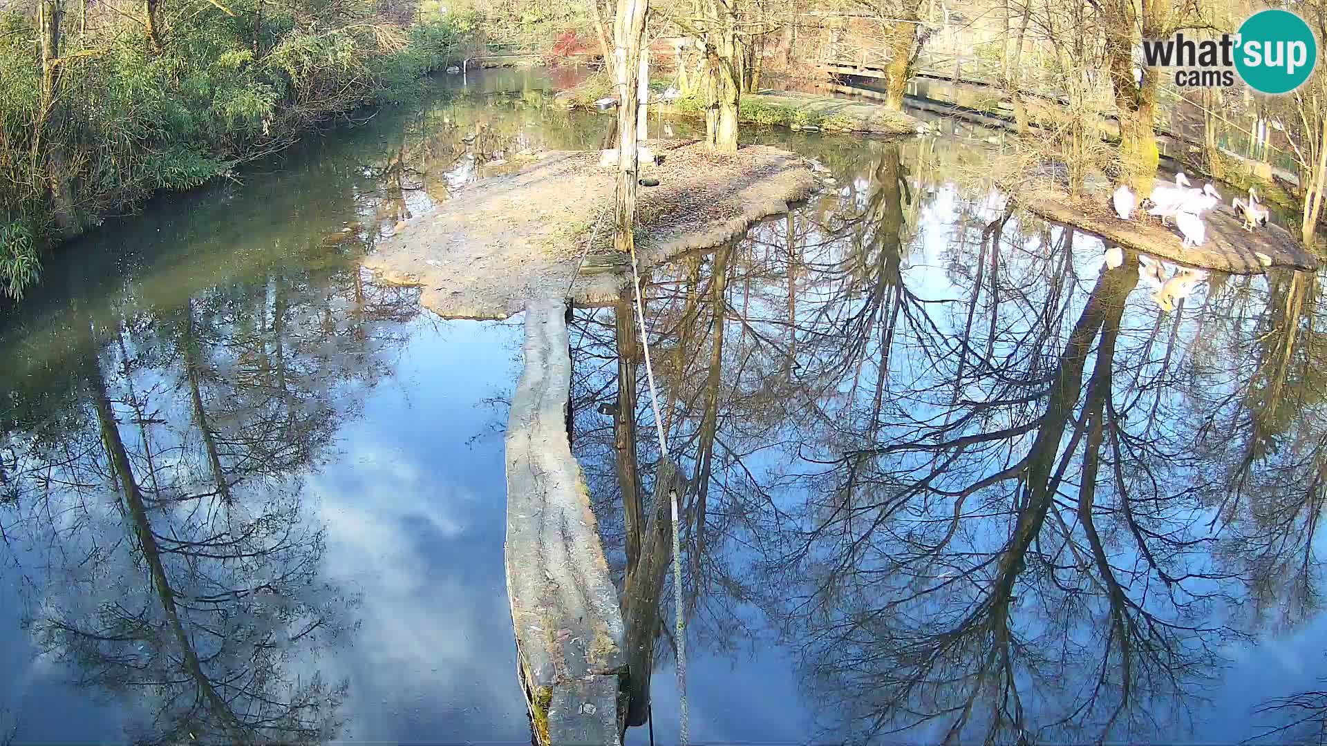 Navadni vari v živo – Ljubljana živalski vrt