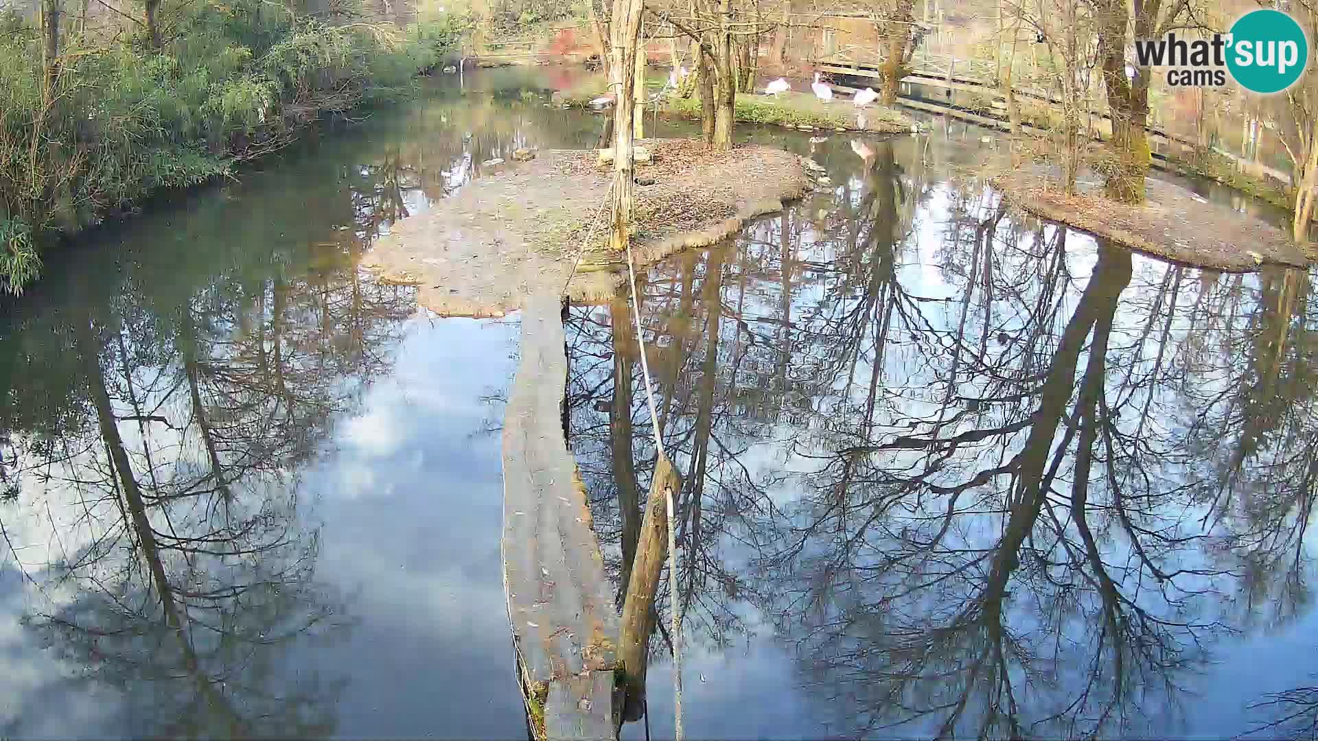 Vari bianconero Zoo Ljubljana webcam