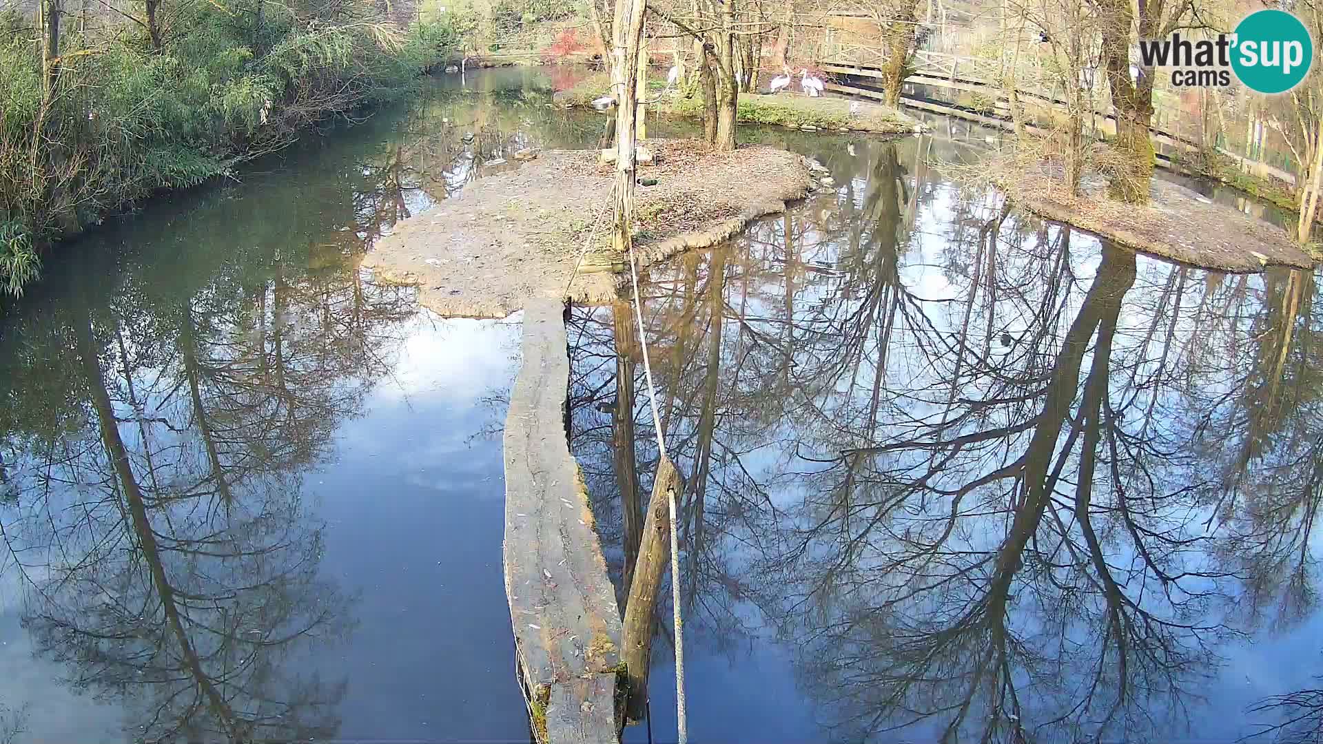 Navadni vari v živo – Ljubljana živalski vrt