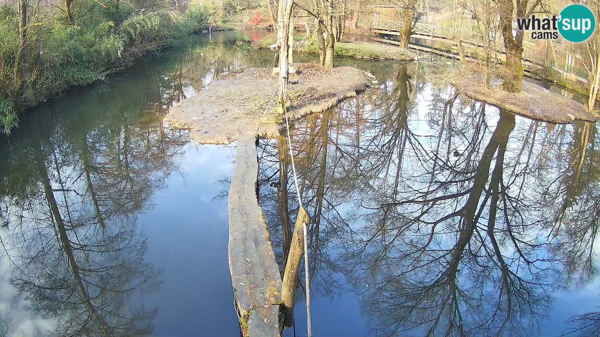 Vari bianconero Zoo Ljubljana webcam