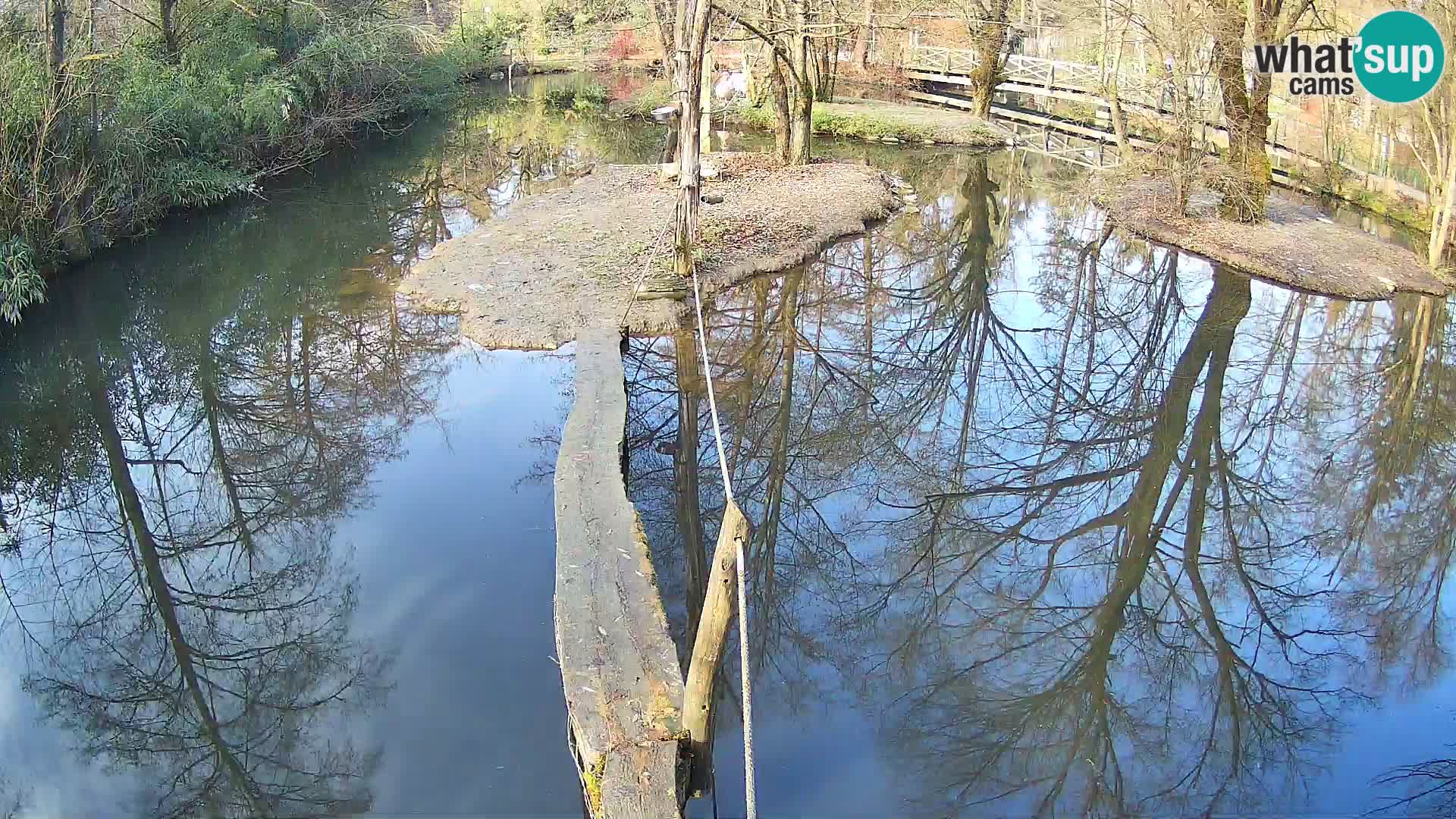 Vari bianconero Zoo Ljubljana webcam