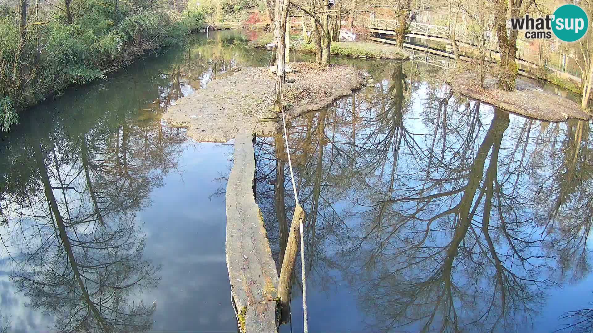 Navadni vari v živo – Ljubljana živalski vrt