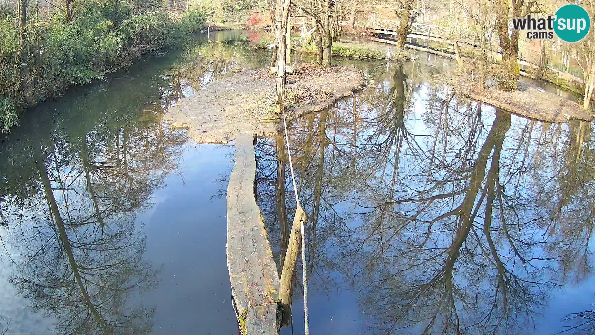 Navadni vari v živo – Ljubljana živalski vrt