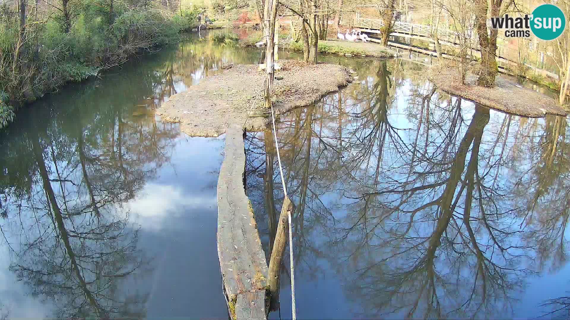 Vari bianconero Zoo Ljubljana webcam