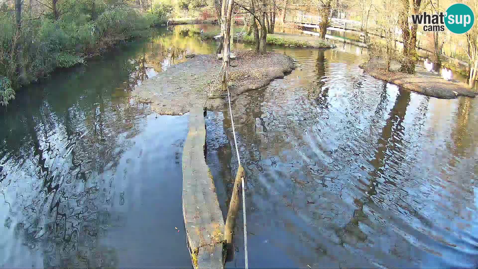 Schwarzweiße Vari Zoo Ljubljana webcam