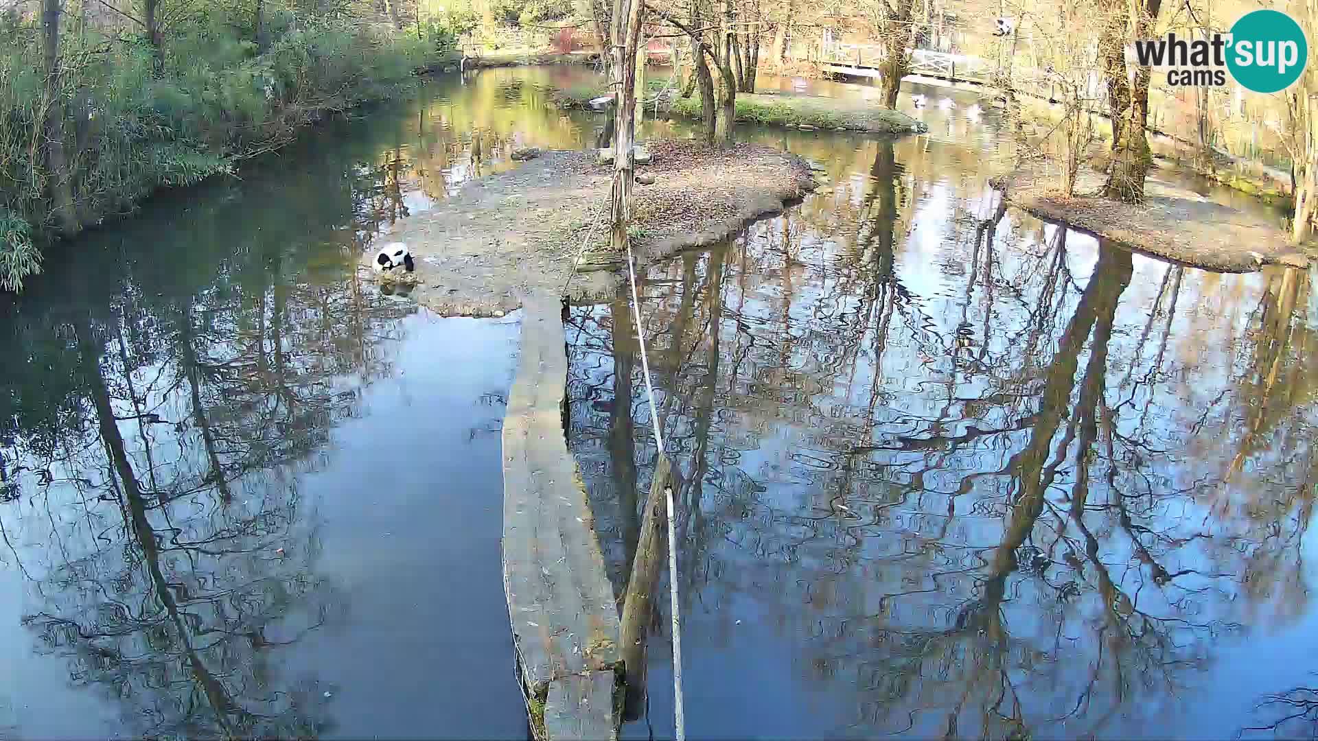 Vari bianconero Zoo Ljubljana webcam