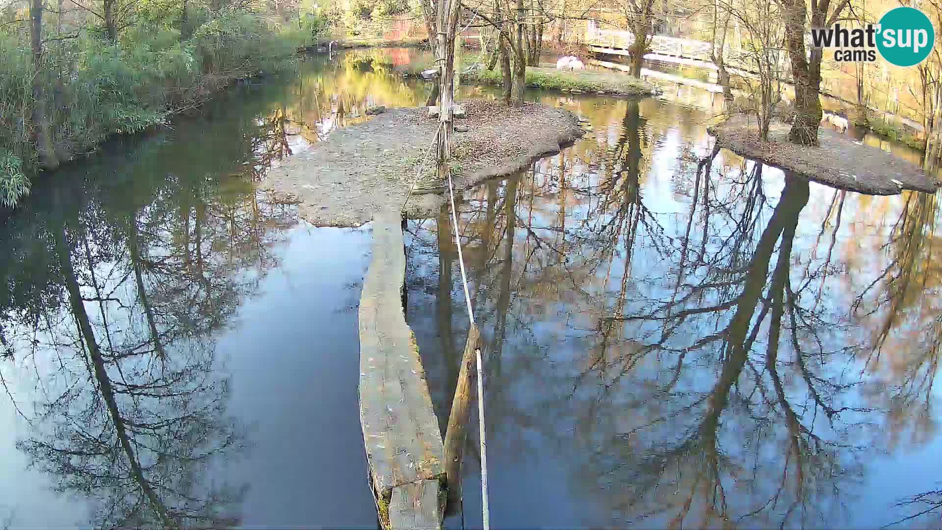 Navadni vari u živo – Ljubljana zoo