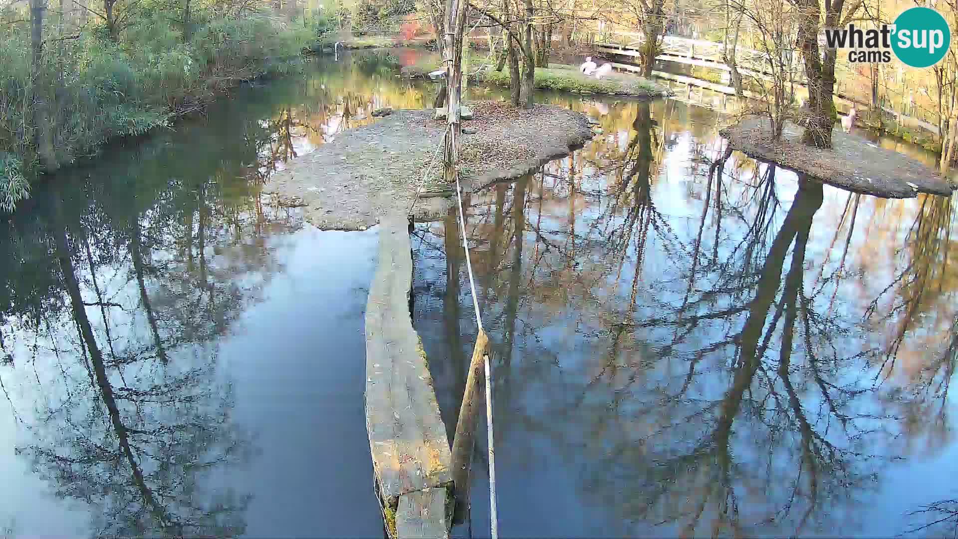 Schwarzweiße Vari Zoo Ljubljana webcam