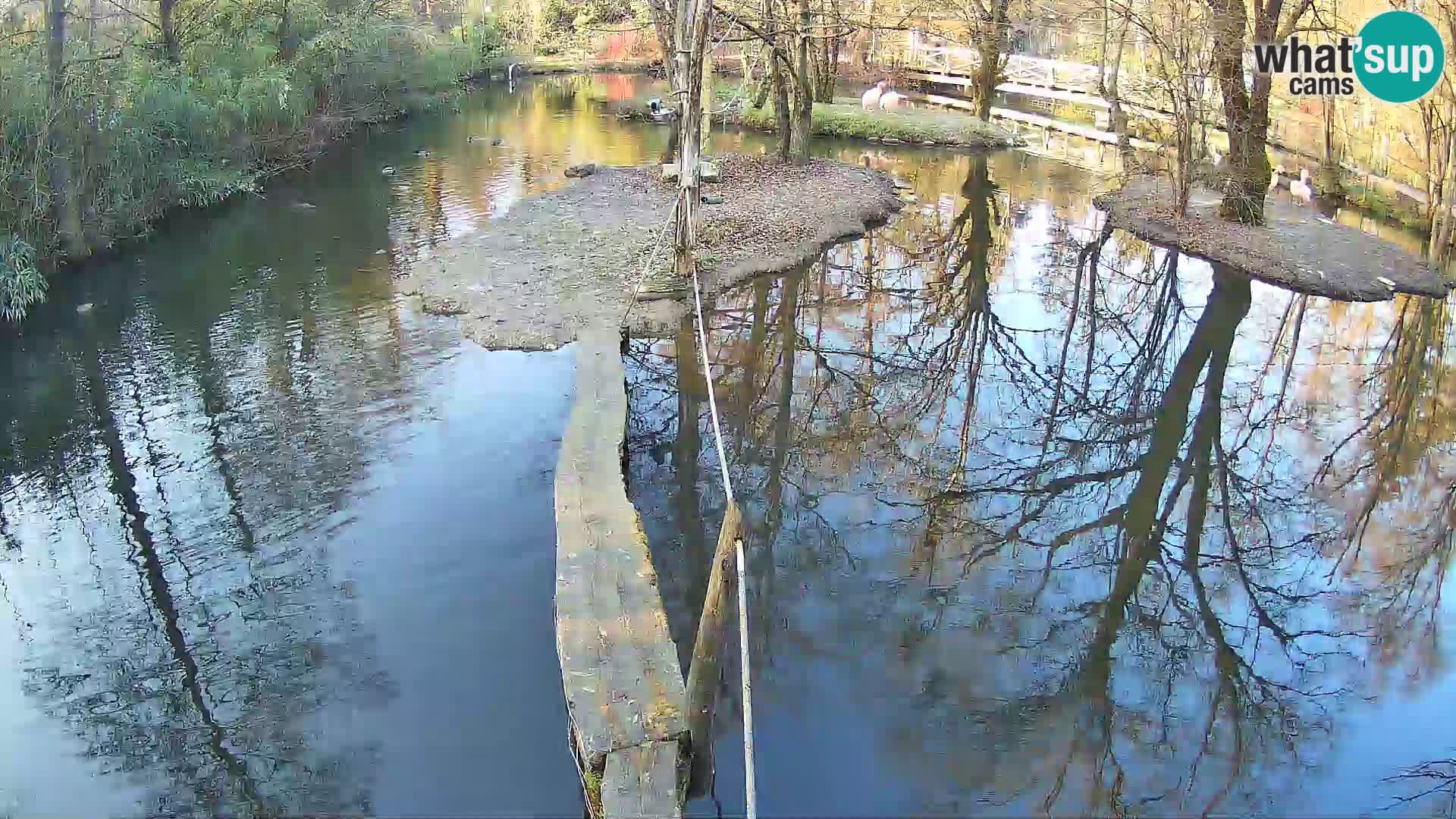 Vari bianconero Zoo Ljubljana webcam