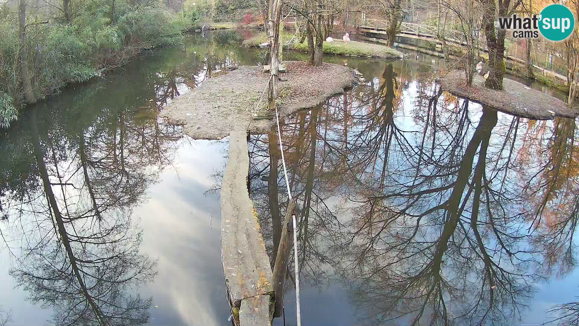 Schwarzweiße Vari Zoo Ljubljana webcam