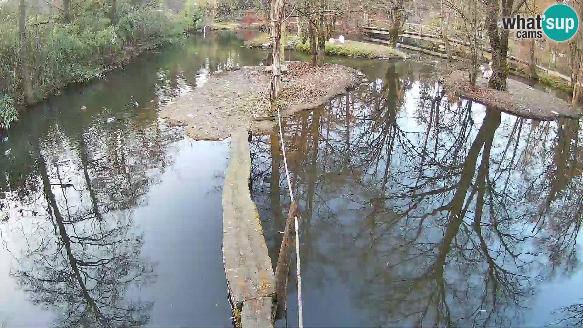 Lémur rufo blanco y negro – Ljubljana Zoo en vivo