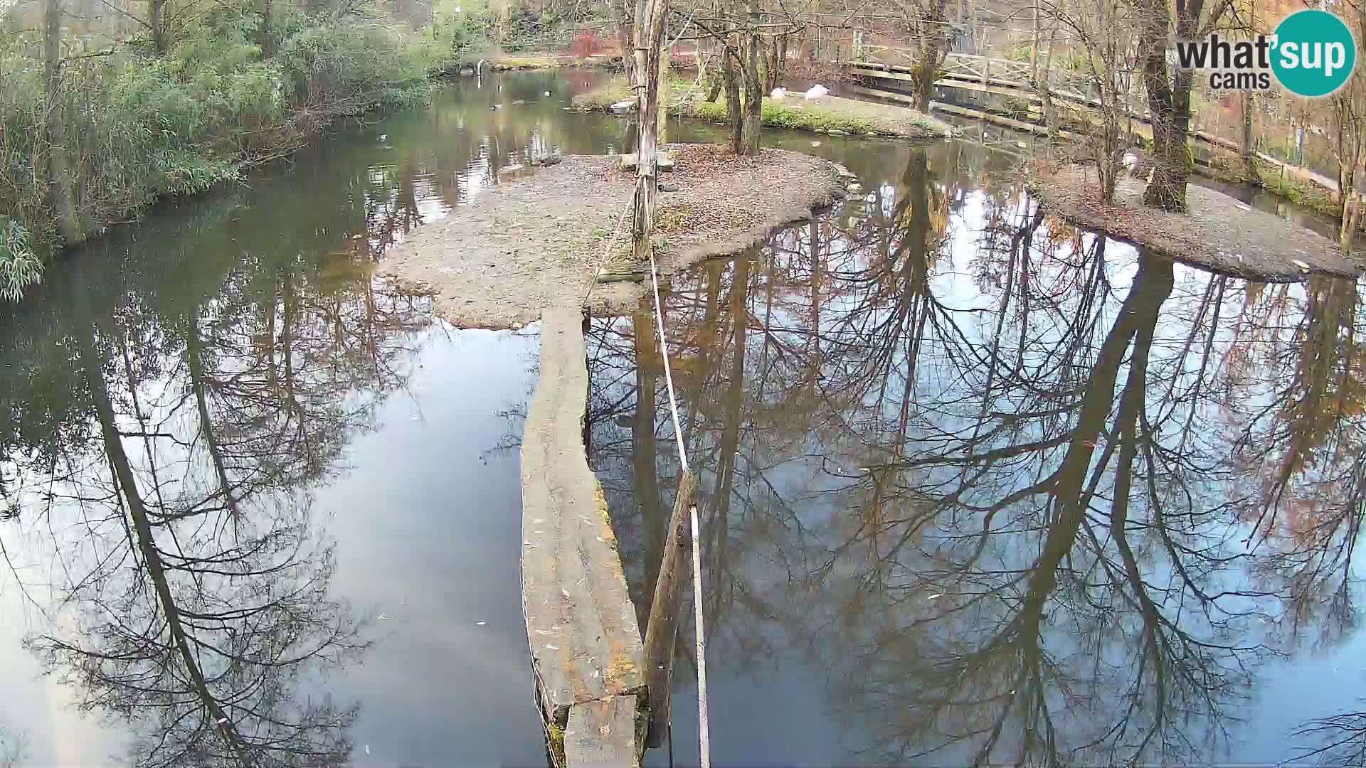 Schwarzweiße Vari Zoo Ljubljana webcam