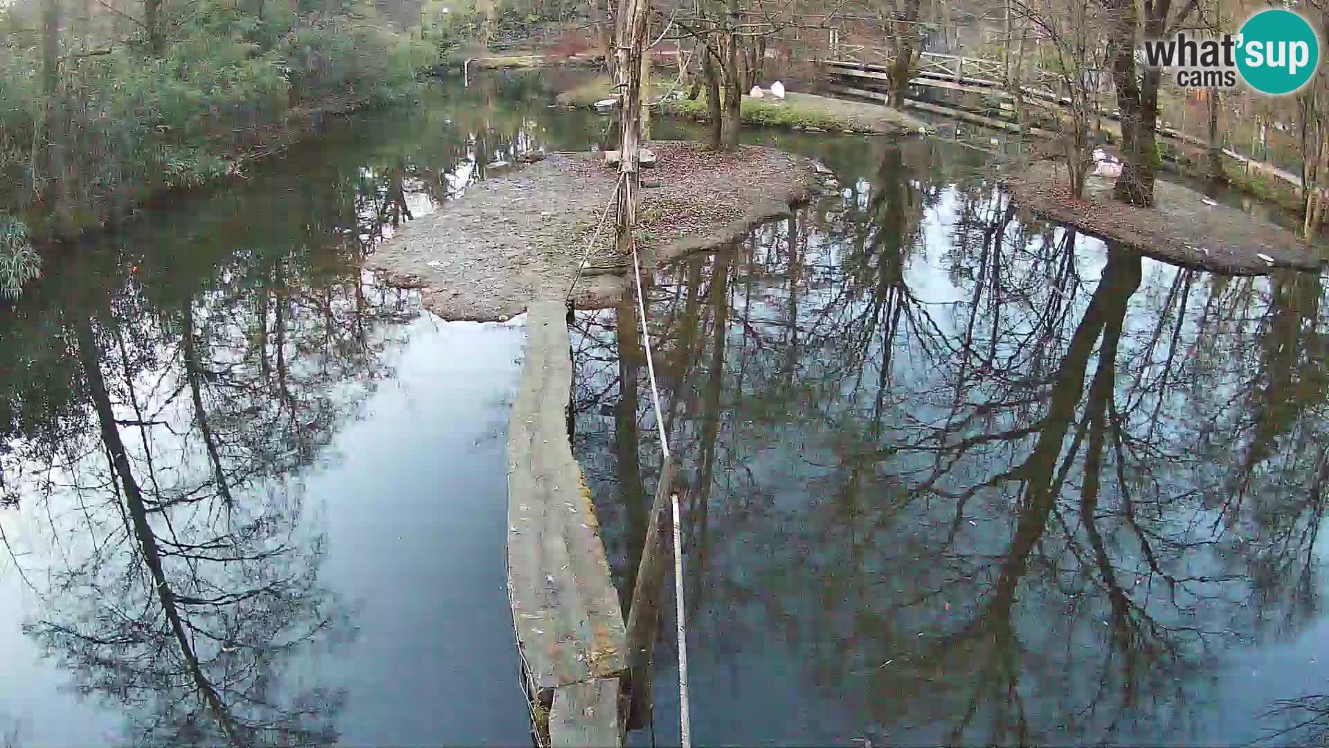 Navadni vari u živo – Ljubljana zoo