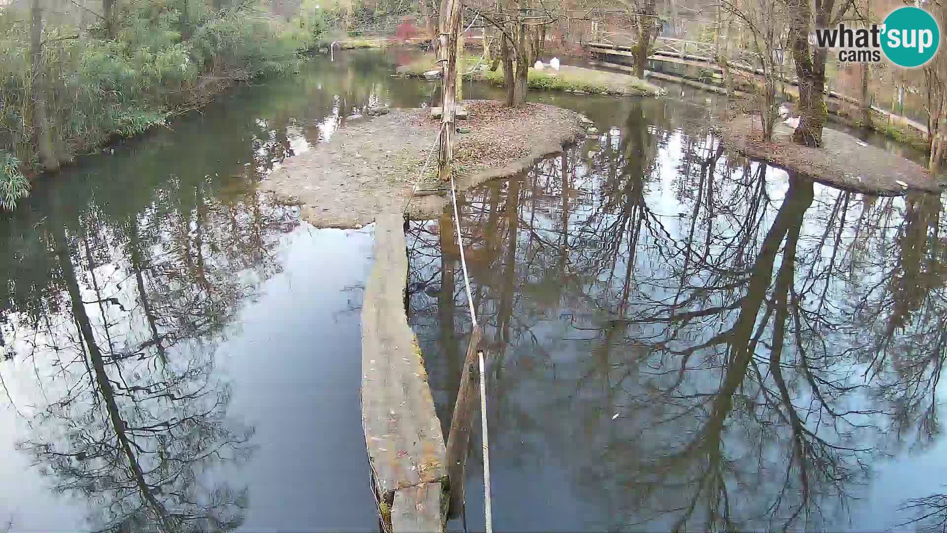 Schwarzweiße Vari Zoo Ljubljana webcam