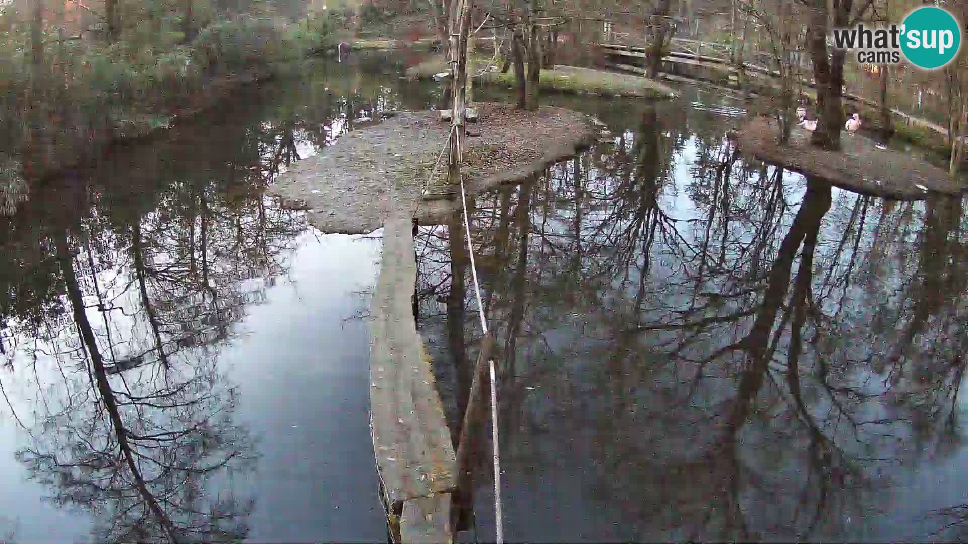 Lémur rufo blanco y negro – Ljubljana Zoo en vivo