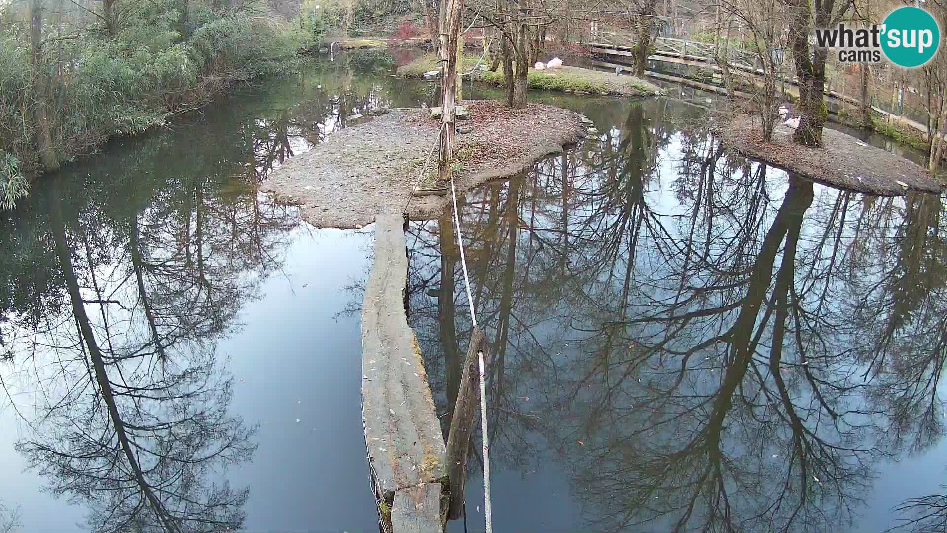 Vari bianconero Zoo Ljubljana webcam