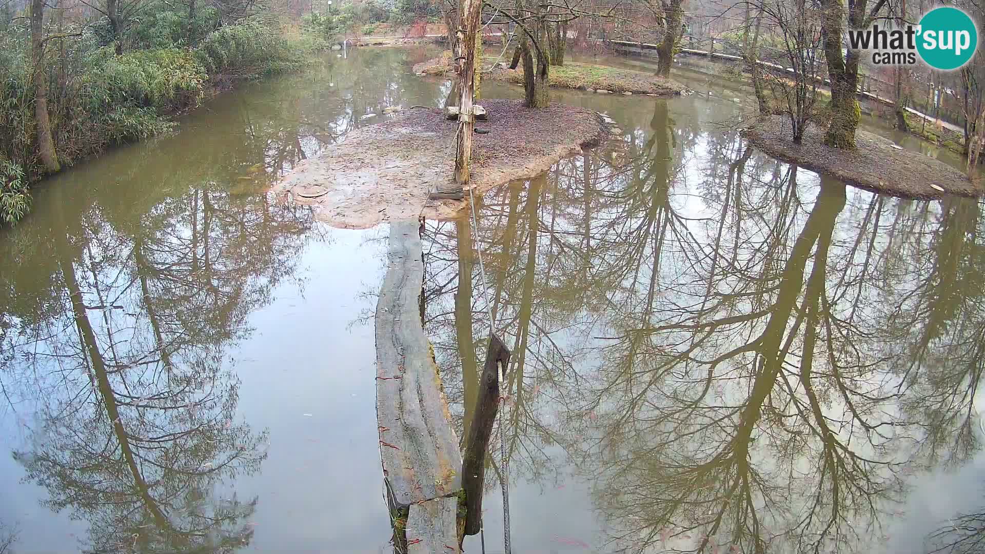 Navadni vari u živo – Ljubljana zoo