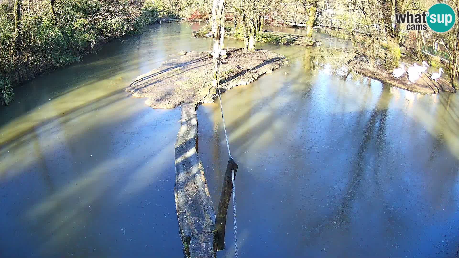 Vari bianconero Zoo Ljubljana webcam