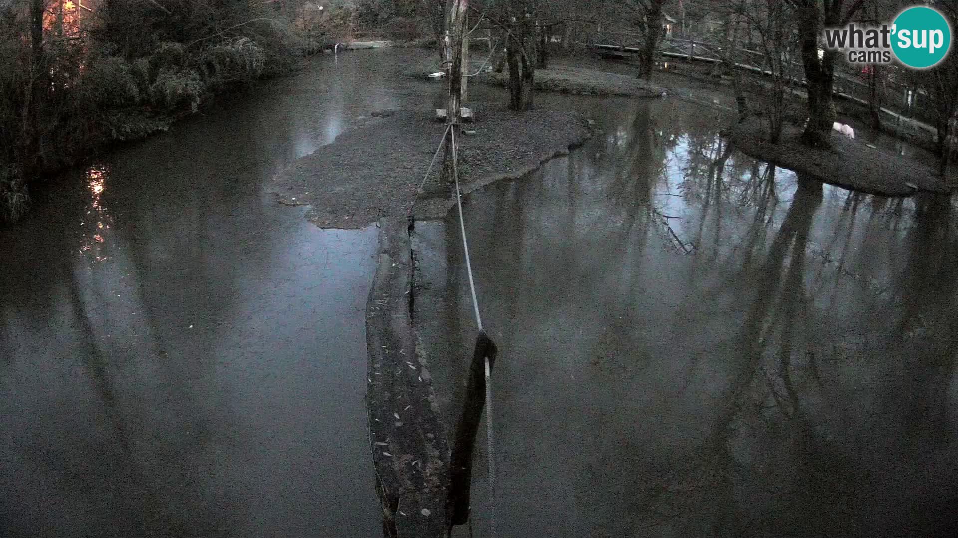 Vari bianconero Zoo Ljubljana webcam