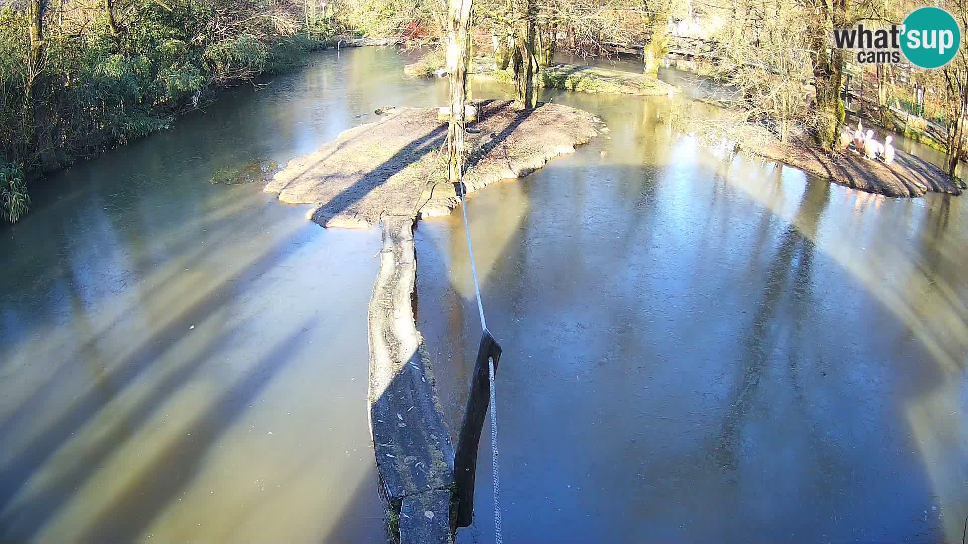 Vari noir et blanc – Ljubljana ZOO  livecam