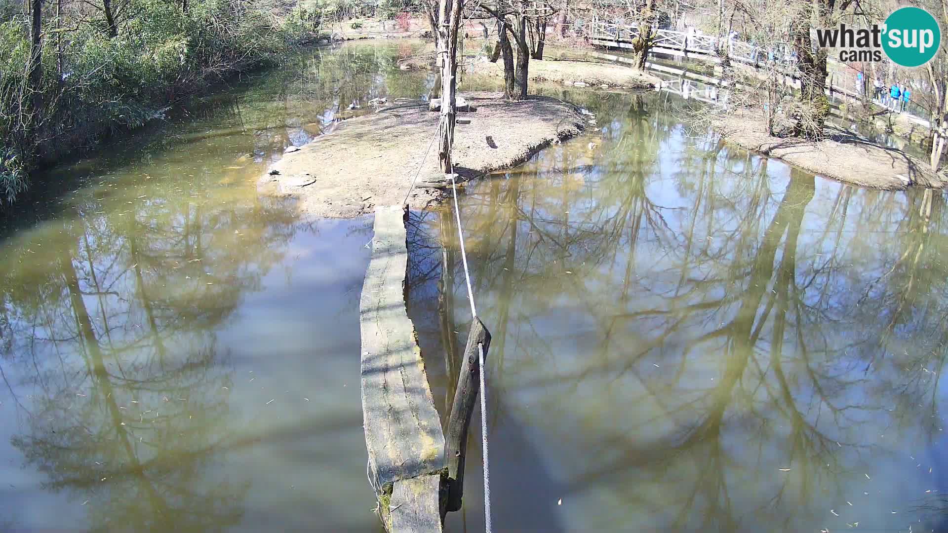 Vari noir et blanc – Ljubljana ZOO  livecam