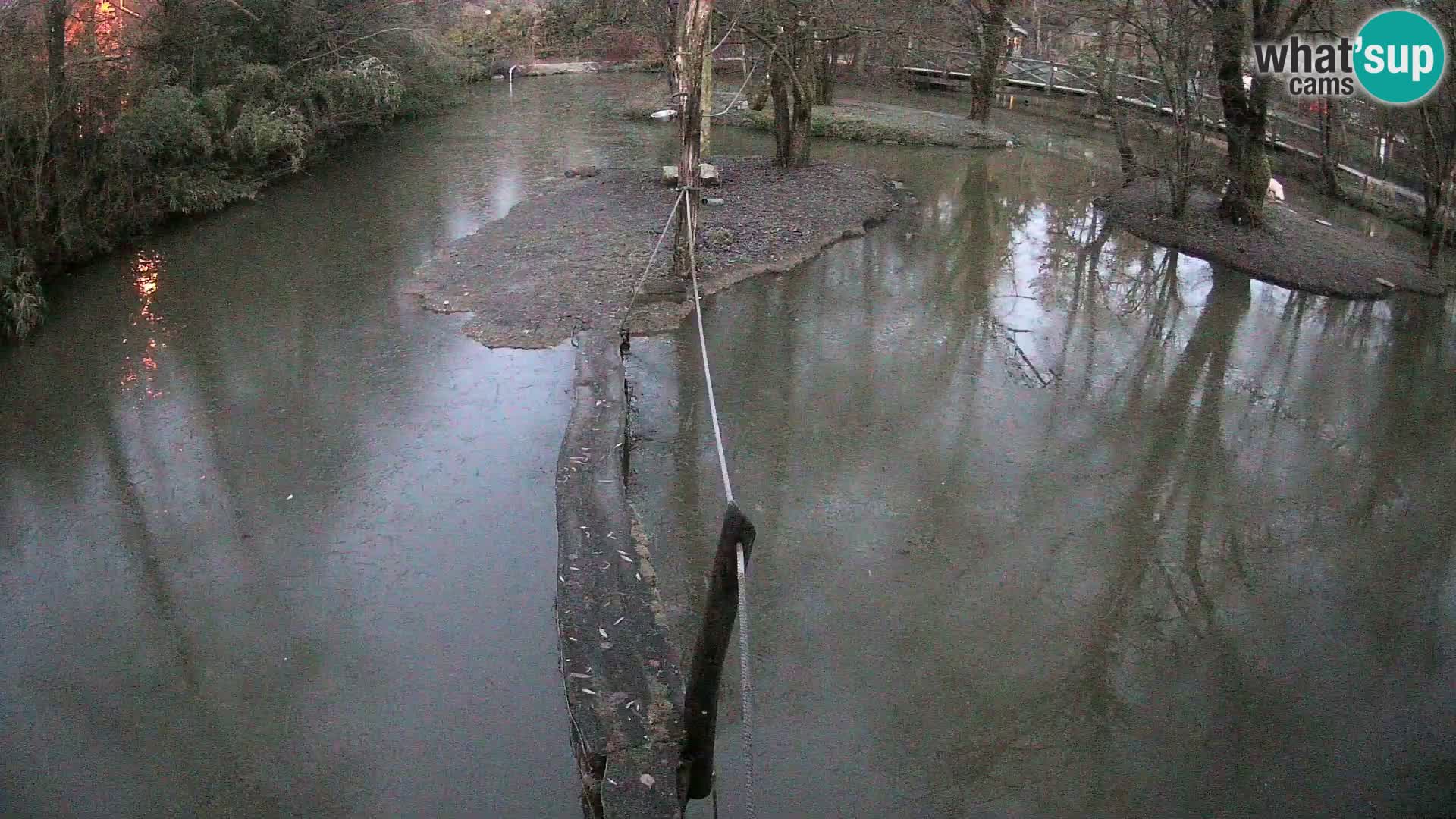 Lémur rufo blanco y negro – Ljubljana Zoo en vivo