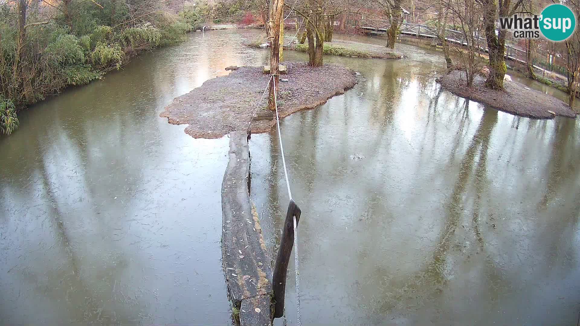 Lémur rufo blanco y negro – Ljubljana Zoo en vivo