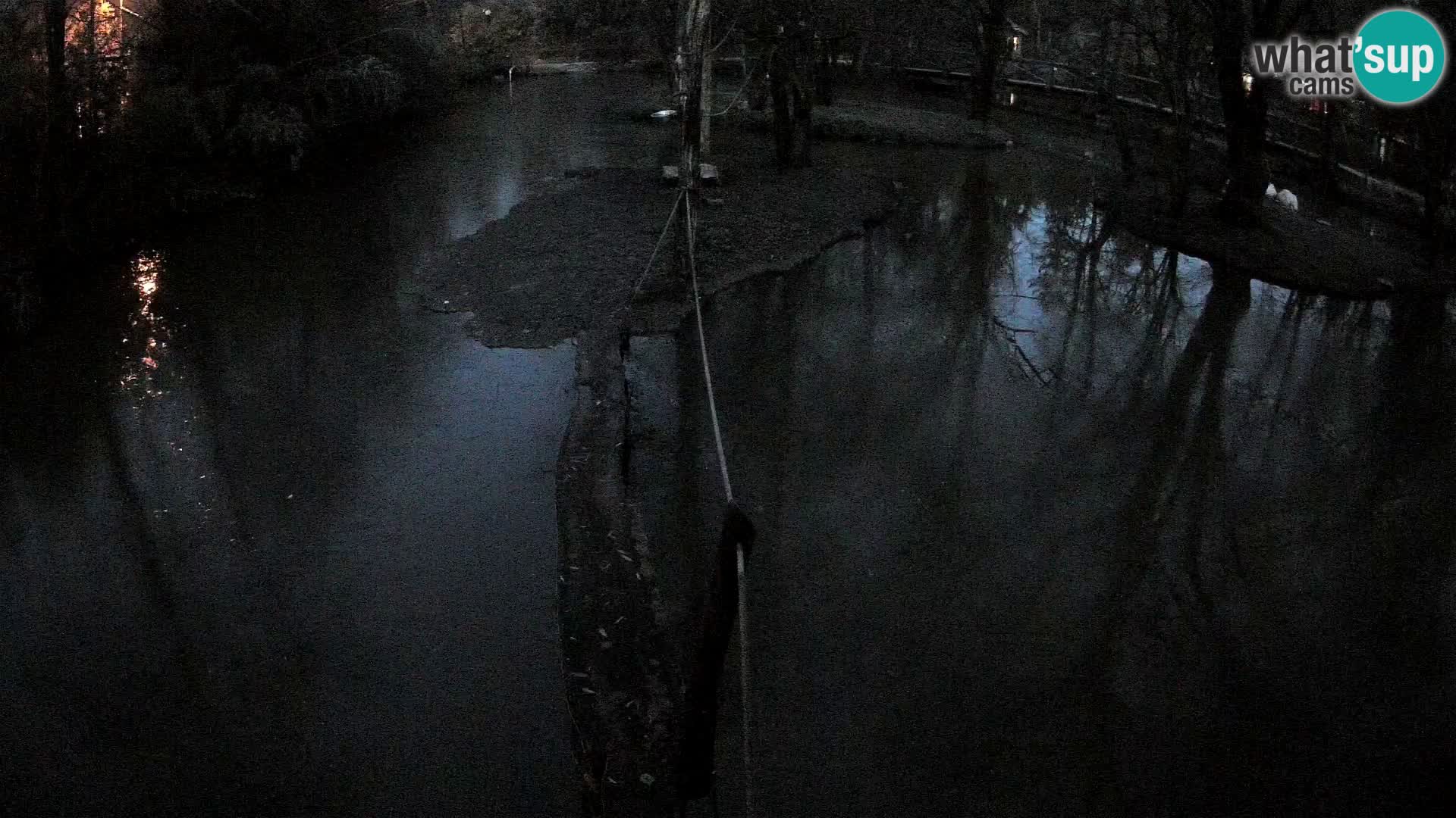 Lémur rufo blanco y negro – Ljubljana Zoo en vivo