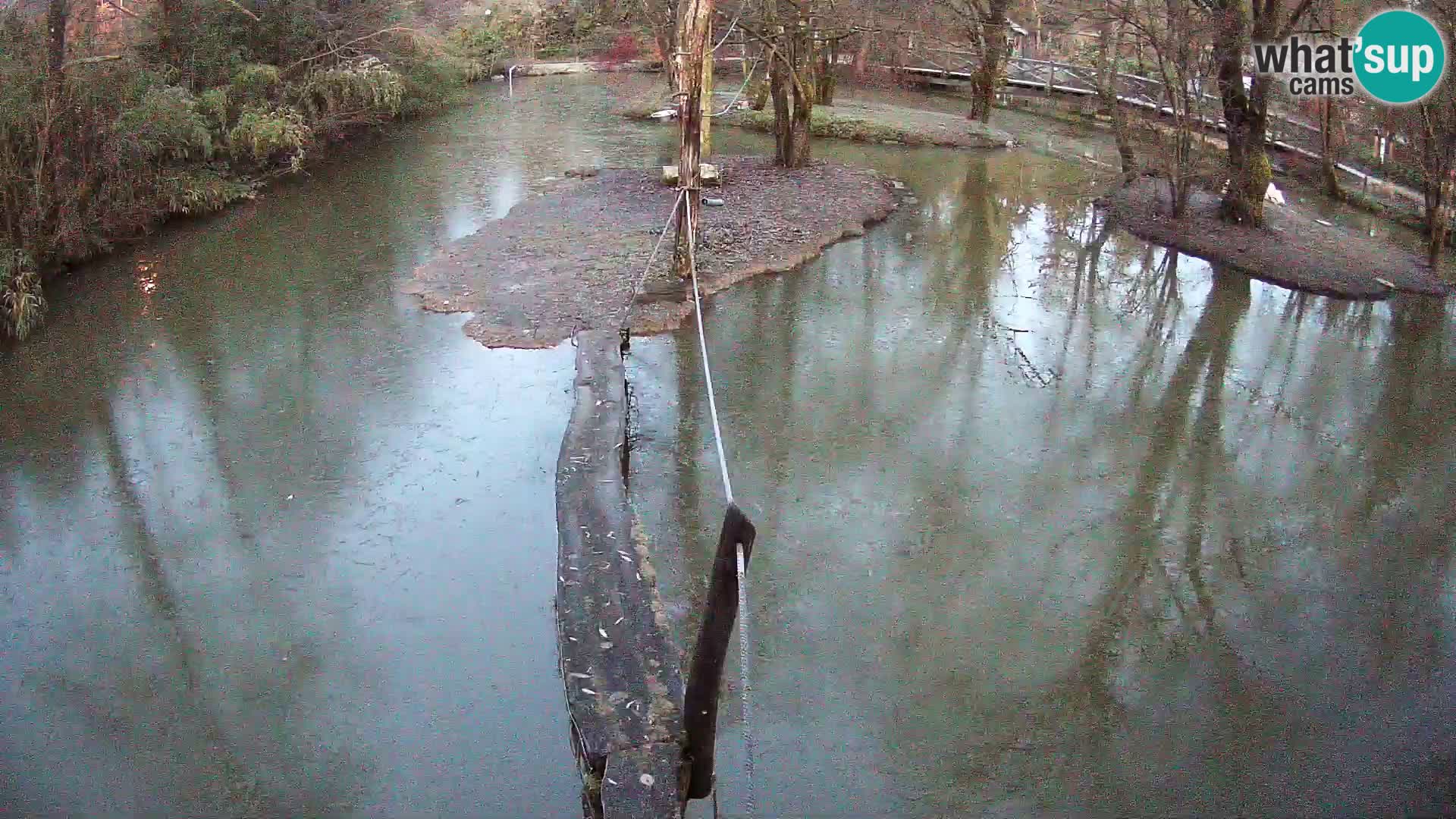 Lémur rufo blanco y negro – Ljubljana Zoo en vivo