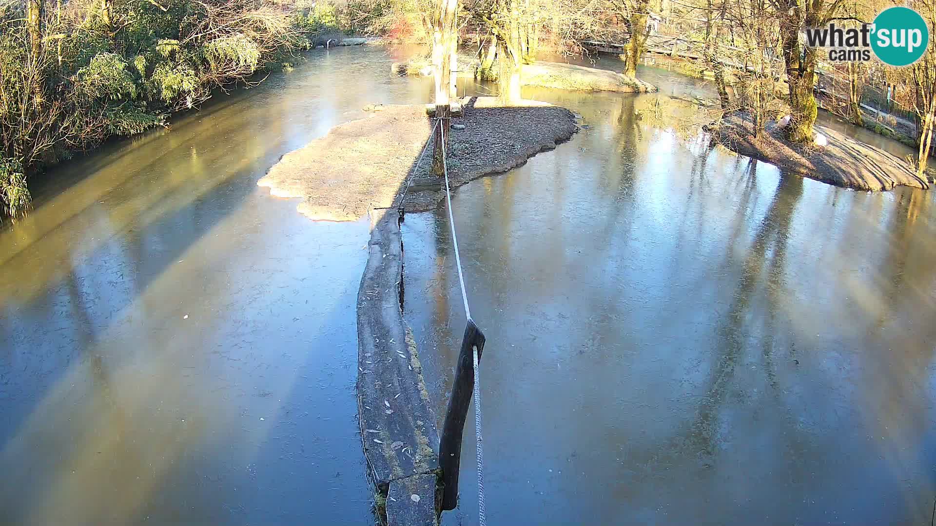 Schwarzweiße Vari Zoo Ljubljana webcam