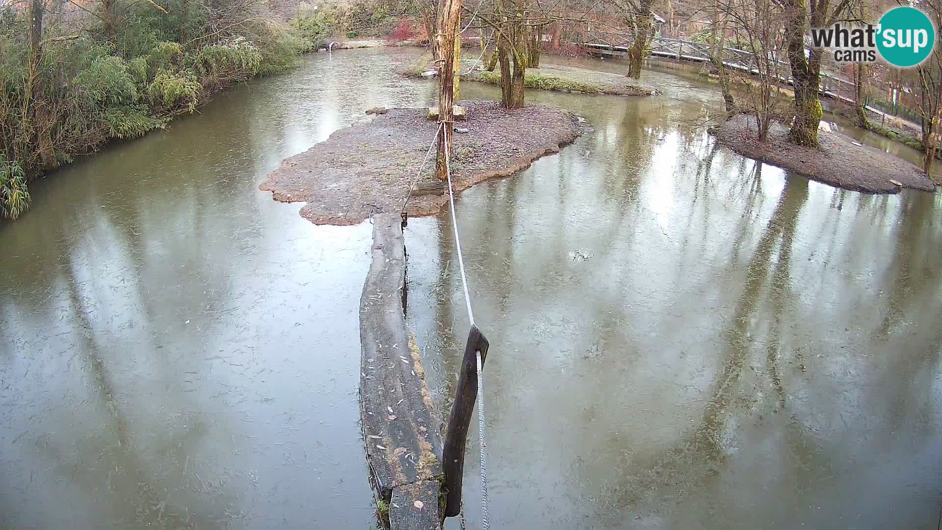 Navadni vari u živo – Ljubljana zoo