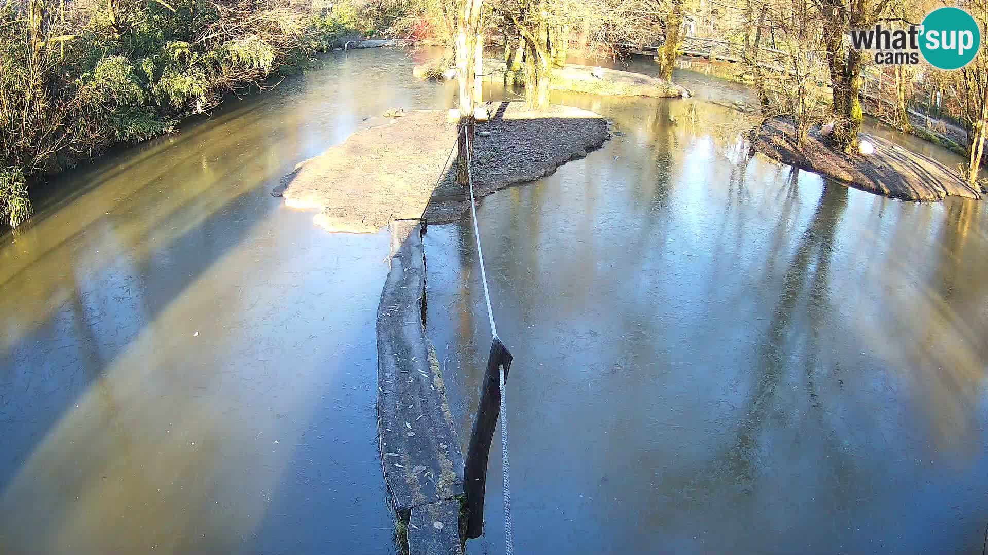 Vari bianconero Zoo Ljubljana webcam