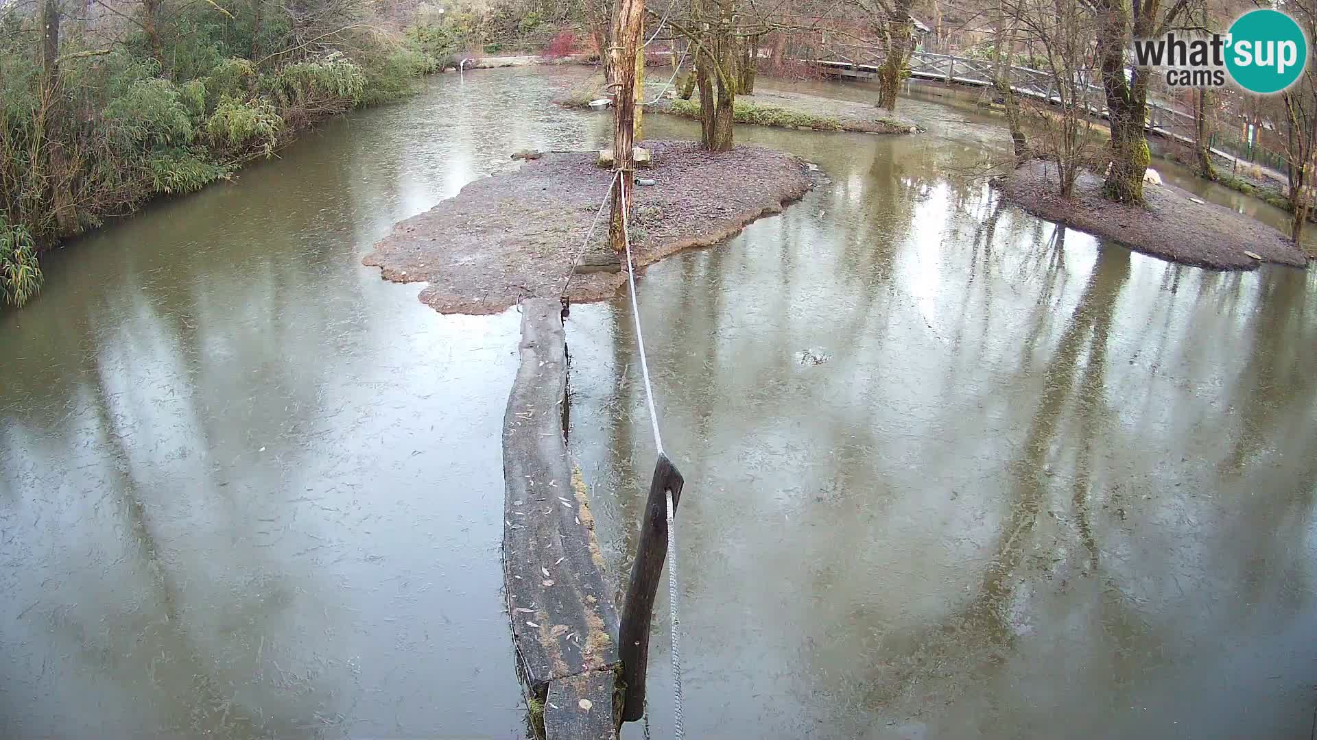 Schwarzweiße Vari Zoo Ljubljana webcam