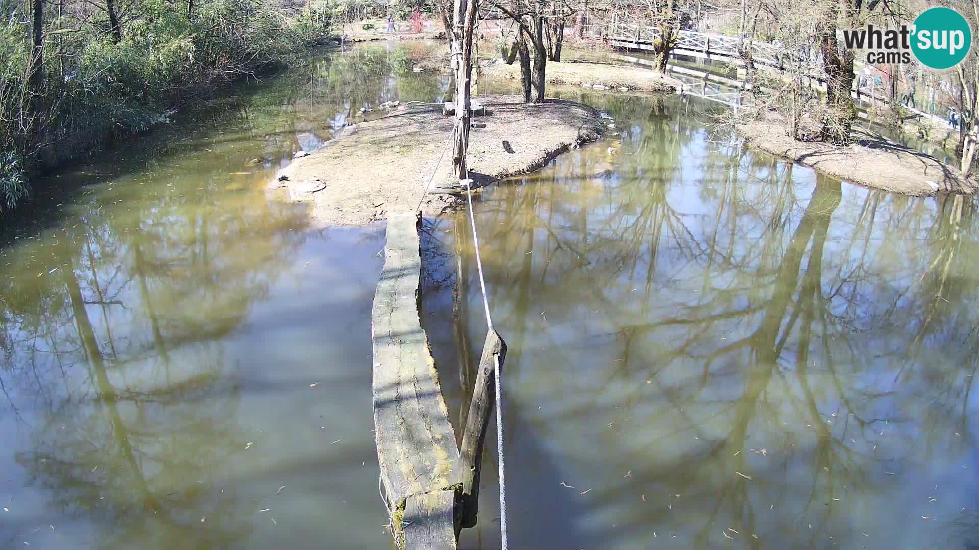 Lémur rufo blanco y negro – Ljubljana Zoo en vivo