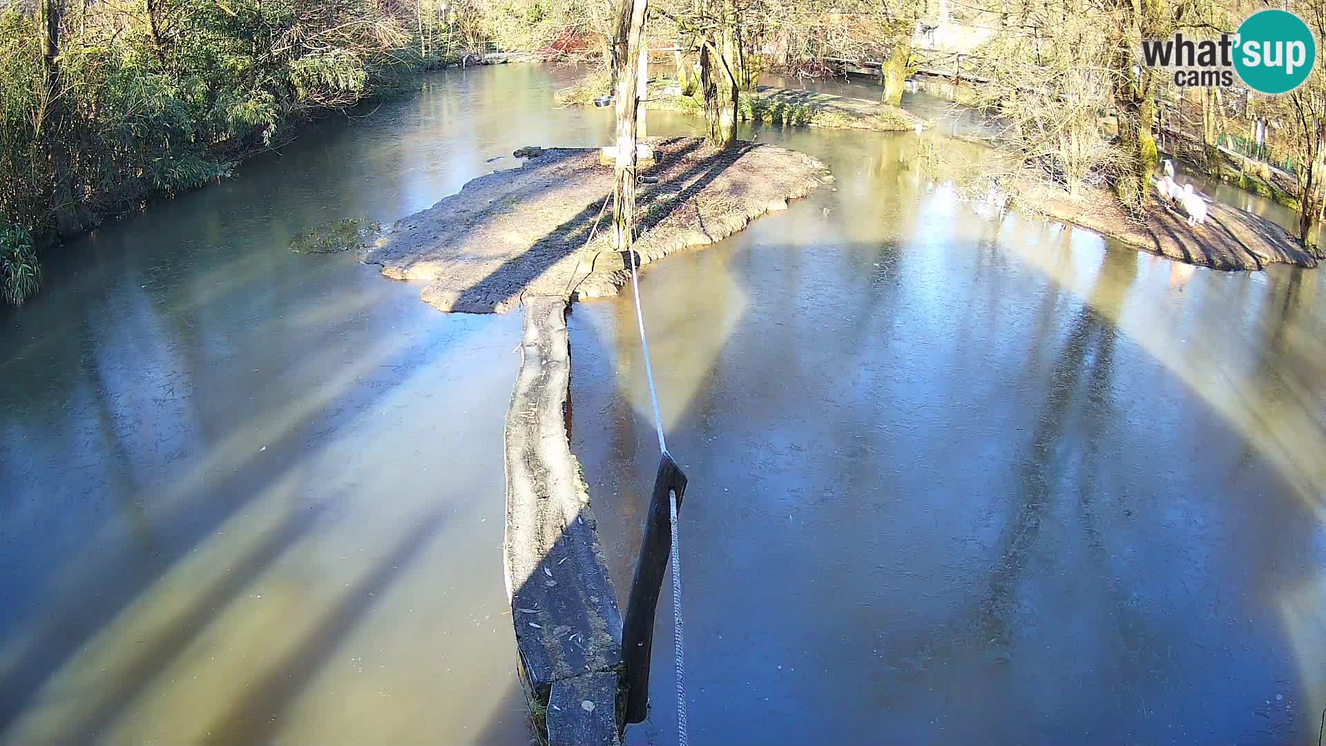 Vari bianconero Zoo Ljubljana webcam