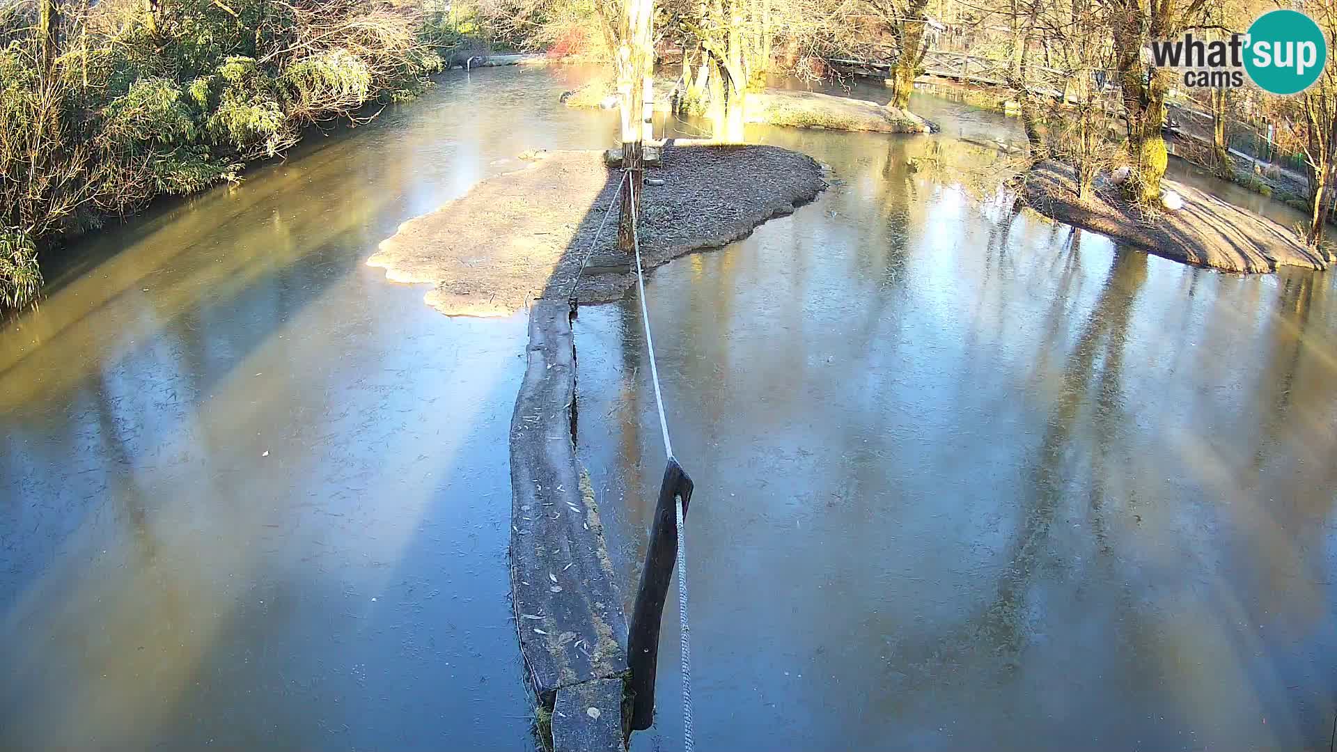 Vari bianconero Zoo Ljubljana webcam