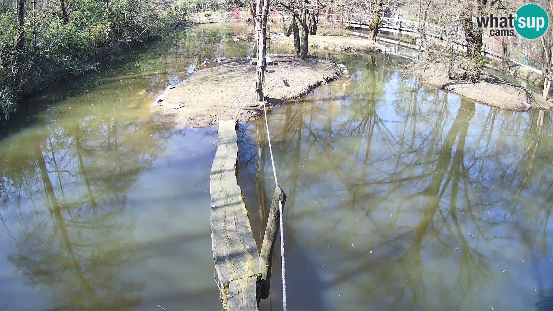 Schwarzweiße Vari Zoo Ljubljana webcam