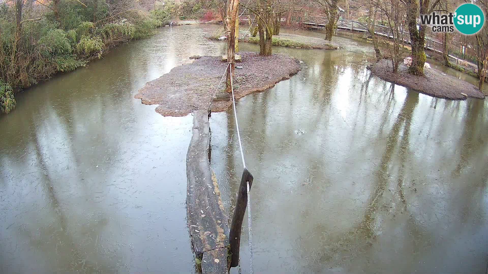 Navadni vari u živo – Ljubljana zoo