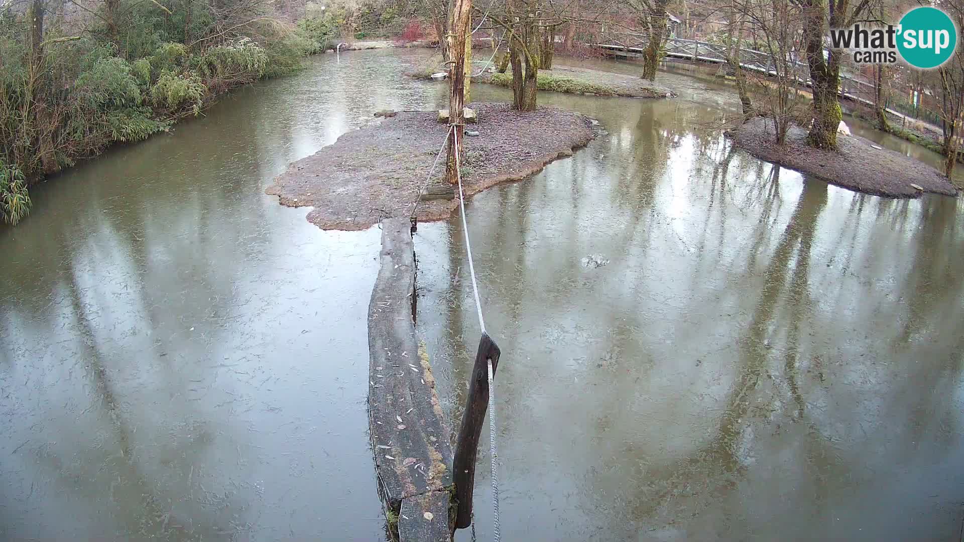 Vari bianconero Zoo Ljubljana webcam