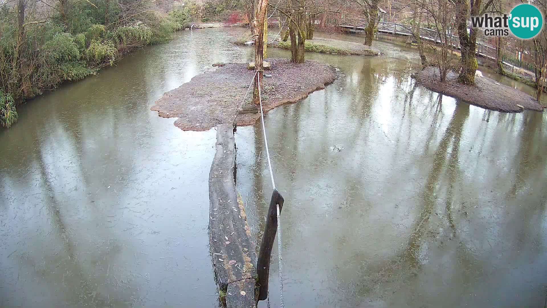 Navadni vari v živo – Ljubljana živalski vrt